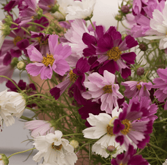 Sea Shells Cosmos – 100 Seeds